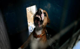 Death Row Dogs